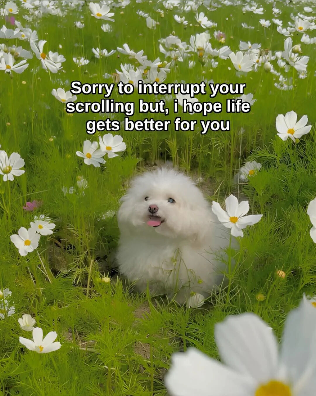 The image features a small, fluffy white dog sitting partially hidden in a lush green field filled with white cosmos flowers with yellow centers. The dog has a happy, relaxed expression, with its tongue slightly sticking out as it looks towards the viewer. Overlaid on the upper portion of the image is a kind, supportive text message addressed to people browsing social media feeds. The entire tone of the meme is warm and uplifting, intended to brighten the viewer's day.