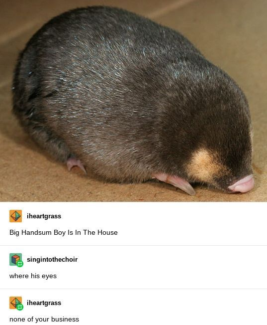 This meme combines a photograph and a social media comment thread. The top section shows a small, round golden mole curled up on a brown flat surface; its eyes are extremely tiny and nearly invisible, a natural adaptation to underground life. The bottom section is a screenshot of a Tumblr comment thread: user 'iheartgrass' posts, 'Big Handsum Boy Is In The House' (using a deliberate typo 'Handsum' instead of 'Handsome'), user 'singintothechoir' asks, 'where his eyes', and 'iheartgrass' replies with a sassy, humorous retort: 'none of your business'. The humor stems from the visual joke of the mole's hidden eyes paired with the defensive, playful reply that avoids answering the question, creating a wholesome, silly tone.