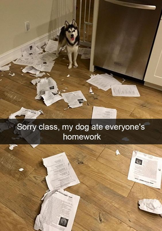 This meme showcases a cheerful Siberian Husky standing proudly on a wooden kitchen floor covered in shredded, scattered papers. A bold text overlay reads: *"Sorry class, my dog ate everyone's homework"*. The humor comes from twisting the iconic, overused student excuse "my dog ate my homework" to an absurd extreme—claiming the dog destroyed every student's assignment instead of just one. The dog's happy, innocent expression contrasts sharply with the chaotic mess of torn documents, amplifying the comedic effect. It mocks the laziness and creativity of bad excuses for missing schoolwork, taking a familiar trope and exaggerating it for laughs.