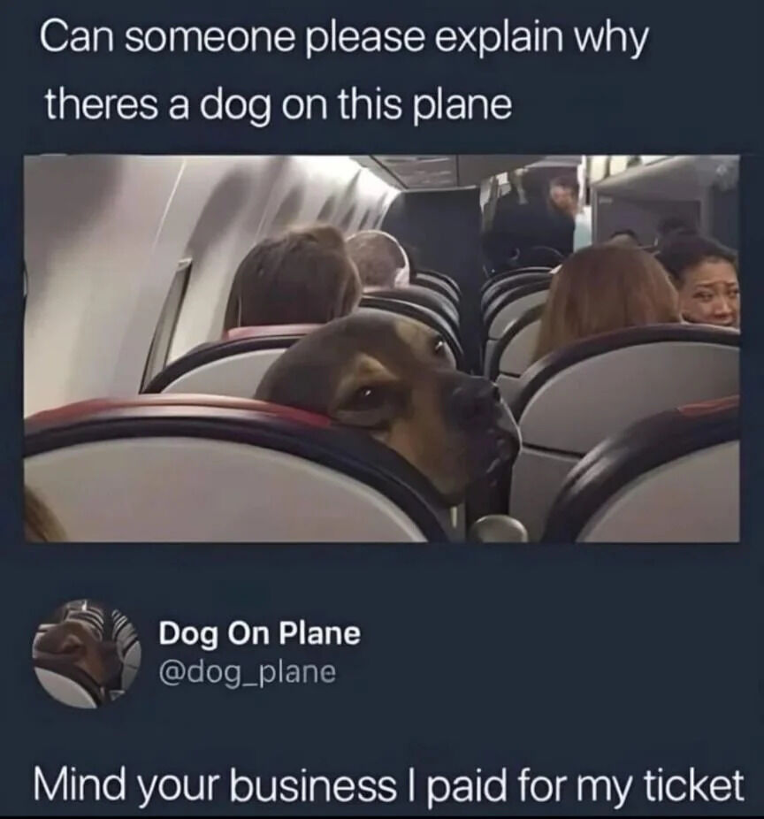 A meme featuring a photograph of an airplane cabin where a dog is peeking over the back of a seat. The top text reads 'Can someone please explain why theres a dog on this plane' and the bottom text, attributed to the dog's account 'Dog On Plane' (@dog_plane), responds 'Mind your business I paid for my ticket'. The image humorously personifies the dog as a paying passenger, creating a wholesome and funny scenario.