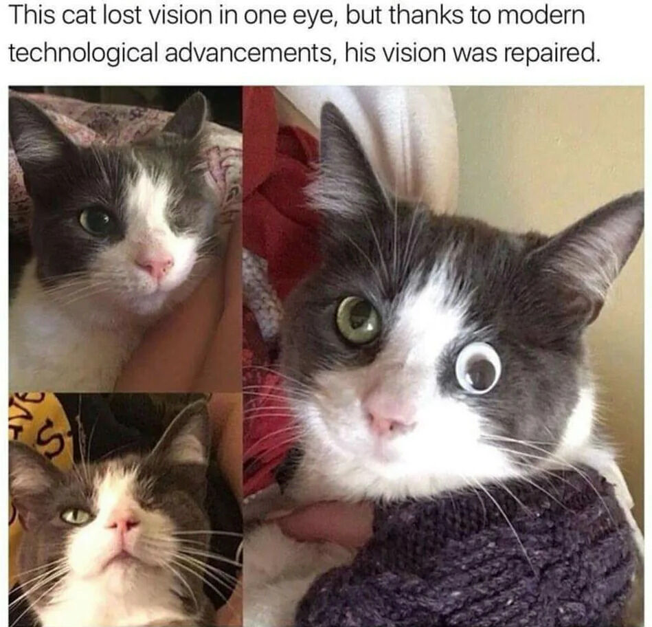 A meme featuring a collage of three photos of a gray and white cat. The top text reads: 'This cat lost vision in one eye, but thanks to modern technological advancements, his vision was repaired.' The left section contains two smaller photos: the top-left shows the cat with one eye closed (appearing injured or blind), and the bottom-left shows a similar angle with the same closed eye. The right section is a larger, close-up photo of the cat with one normal green eye and the other replaced by a large, round, white googly eye with a black pupil, creating a humorous and absurd contrast. The joke hinges on subverting the expectation of advanced medical technology with a silly, low-tech googly eye.
