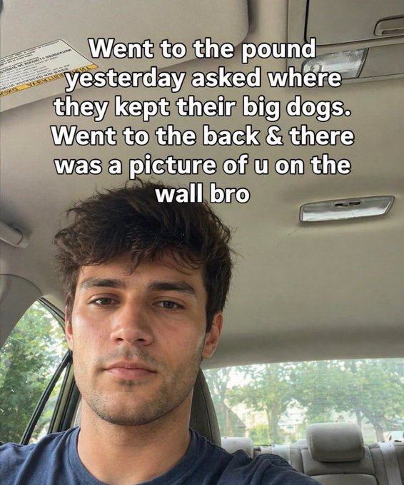 The image is a first-person selfie of a young man with curly dark hair and light stubble, seated in the driver's seat of a car with a neutral, deadpan facial expression directed at the camera. White bold text is overlaid across the upper portion of the image, delivering a sarcastic roast joke: 'Went to the pound yesterday asked where they kept their big dogs. Went to the back & there was a picture of u on the wall bro'. The joke functions as a playful insult, implying the person it is directed at is an unwanted, stray large dog that is held at the animal pound.