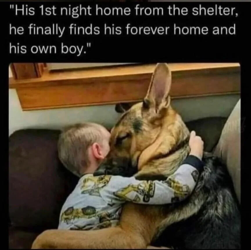 A touching photograph capturing a young blonde boy and a German Shepherd dog in a heartfelt embrace on a brown couch. The boy, dressed in a light-colored shirt with a yellow and black graphic pattern, has his arms wrapped around the dog's neck, pressing his cheek against the dog's head. The German Shepherd, with its characteristic tan and black fur, leans into the hug with its eyes gently closed, appearing completely relaxed and trusting. Above the image, a white text caption reads: 'His 1st night home from the shelter, he finally finds his forever home and his own boy.' The scene radiates warmth, love, and the special bond formed through pet adoption, emphasizing themes of companionship and belonging.