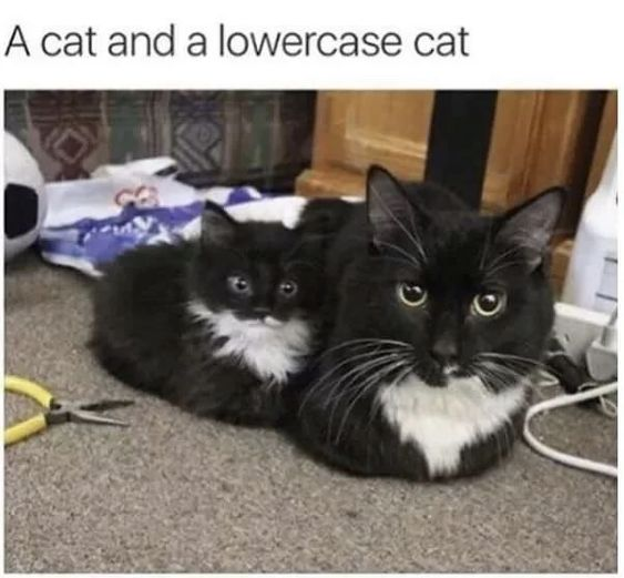 This meme features a full-sized adult black and white tuxedo cat resting next to a smaller kitten that has matching black and white tuxedo markings, both lying on a carpeted indoor floor looking directly at the camera. The text at the top makes a pun on typography: uppercase letters are larger than lowercase letters, so the large adult cat is called a 'cat' and the smaller kitten is the 'lowercase cat', creating a cute wordplay based on their size difference.