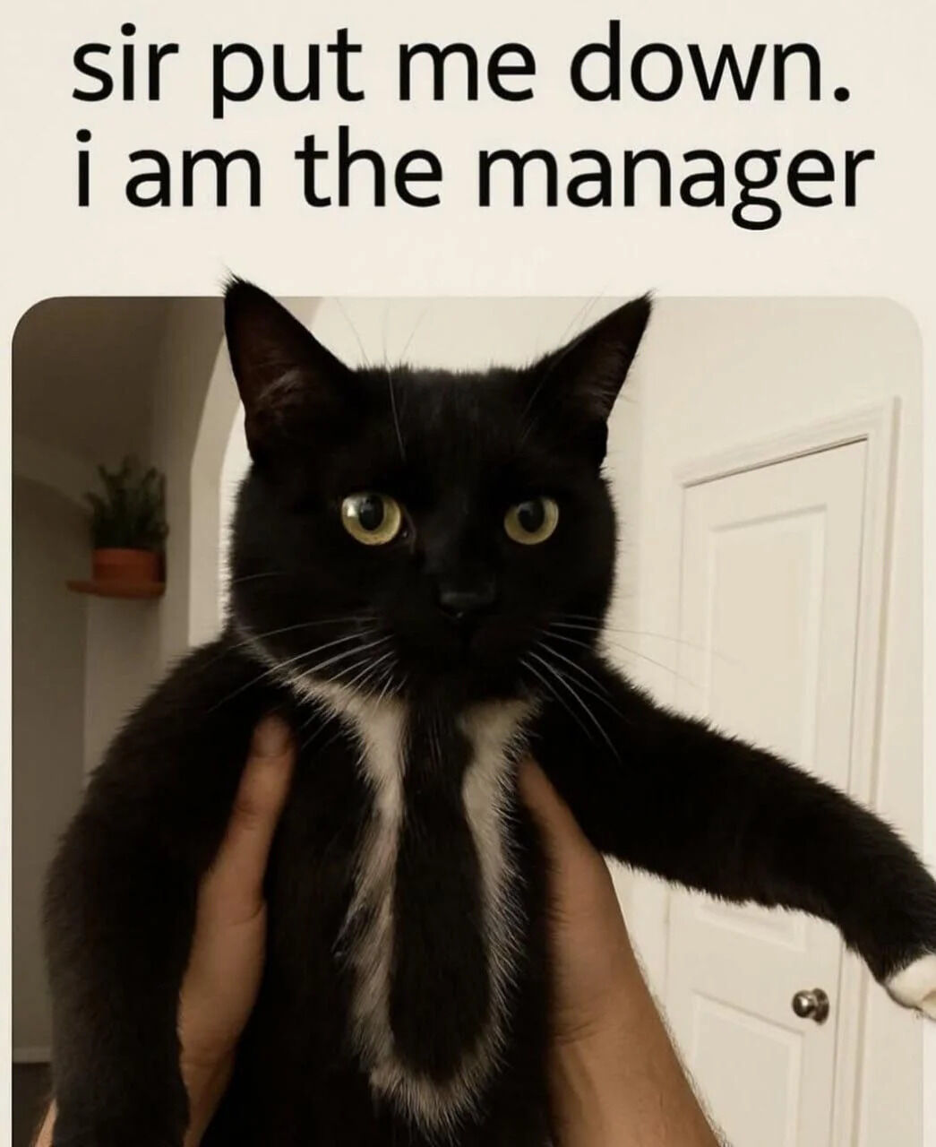 A humorous meme featuring a black cat with a white chest being held by human hands. The cat has an intense, alert expression with wide yellow eyes and perked ears, conveying a sense of authority or urgency. Above the cat, bold black text reads: 'sir put me down. i am the manager,' creating a playful anthropomorphic scenario where the cat humorously asserts its supposed managerial status despite being physically held. The background includes a white wall, a closed door, and a small potted plant on a shelf, suggesting a typical indoor home environment. The contrast between the cat's small size and its confident, authoritative claim generates the meme's comedic effect.