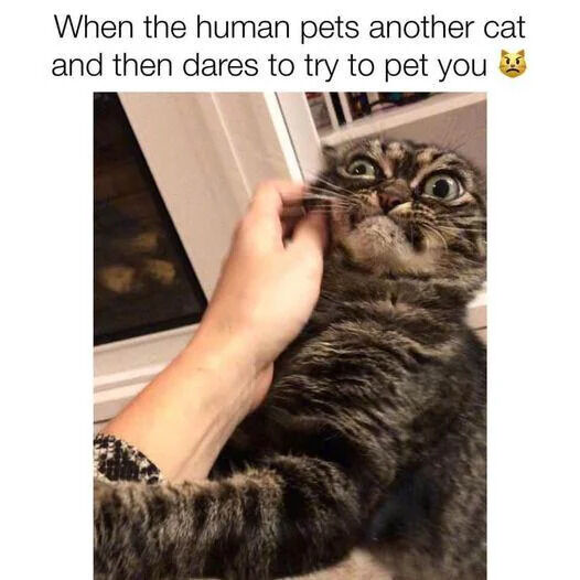 The meme consists of a top text caption and a photo below it. The top text reads "When the human pets another cat and then dares to try to pet you" paired with an angry cat emoji. The accompanying photo shows a tabby cat with wide, alarmed eyes, leaning away from a human hand that is attempting to pet its face, conveying the offended, jealous reaction of a cat when their owner gives attention to another cat before them.
