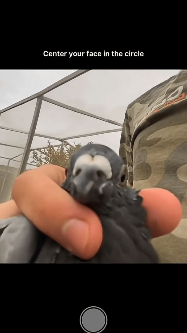The image displays a humorous gag where a pigeon's head is held up directly in front of a phone camera interface, positioned to replace a human face for a face verification prompt. The top text reads 'Center your face in the circle', and a circular capture button is visible at the bottom. A person's hands are holding the pigeon firmly around its head, and part of a person wearing a camouflage cap is visible in the background, along with an enclosed outdoor structure resembling an aviary and some greenery. The absurdity of using a pigeon in place of a human face for biometric verification creates a lighthearted, funny visual joke.