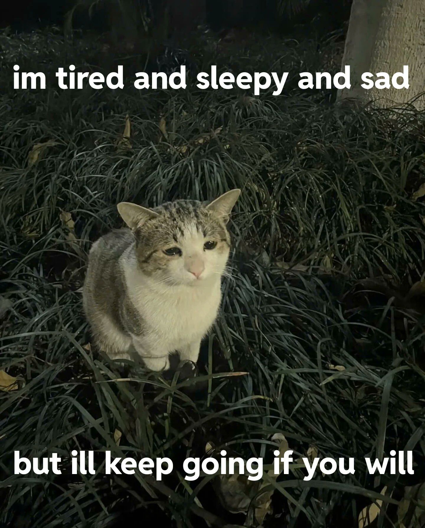 A photograph of a tabby and white cat sitting in tall, dark green grass at night. The cat has a sad, weary expression with droopy eyes. At the top of the image, white text reads 'im tired and sleepy and sad', and at the bottom, white text reads 'but ill keep going if you will'. The scene is dimly lit, suggesting nighttime, with the cat as the central focus, conveying a mix of exhaustion and quiet determination.