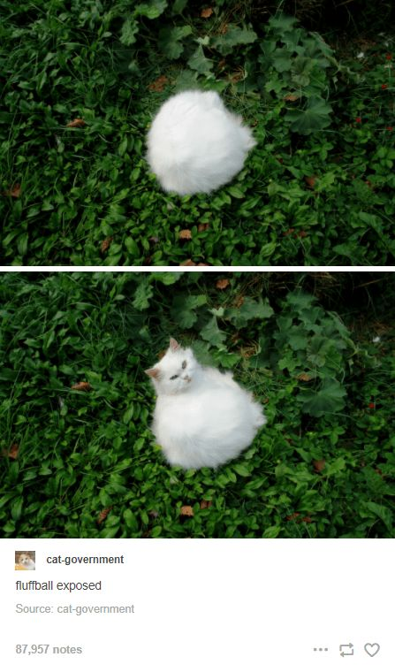 This two-panel meme features a playful visual gag with a very fluffy white cat. In the top panel, the cat is curled up so tightly on a bed of green grass that it appears as nothing more than a round, indistinct white fluff ball, creating an optical illusion. The bottom panel reveals the cat lying on its back, with its face and ears visible, showing that the 'fluff ball' is actually a living, very fluffy cat. The humor comes from the surprise reveal of the hidden feline, paired with the caption 'fluffball exposed' which uses wordplay: 'exposed' here refers to revealing the cat's true form, playing on the internet slang meaning of revealing something hidden or secret, but in a lighthearted, wholesome context. The cat has a relaxed, slightly amused expression as it lies on the grass.