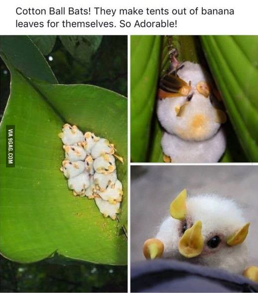 This is a collage of three real wildlife photos showcasing Honduran white bats, colloquially called "cotton ball bats" for their fluffy white, round appearance. The top introductory text reads: "Cotton Ball Bats! They make tents out of banana leaves for themselves. So Adorable!

- The left photo shows a cluster of tiny, fluffy white bats huddled together under a large green banana leaf.
- The top-right photo features a pair of these bats tucked into the folded edge of a banana leaf, their self-made tent roost.
- The bottom-right photo is a close-up of one bat's face, highlighting its distinctive yellow nose and ear structures, amplifying its cute, cotton-ball-like charm.

These bats are known to modify large leaves (like banana leaves) by cutting veins to create tent-like structures for roosting, which aligns with the caption. The content is wholesome and endearing, focusing on the unique, cute traits of this small bat species.