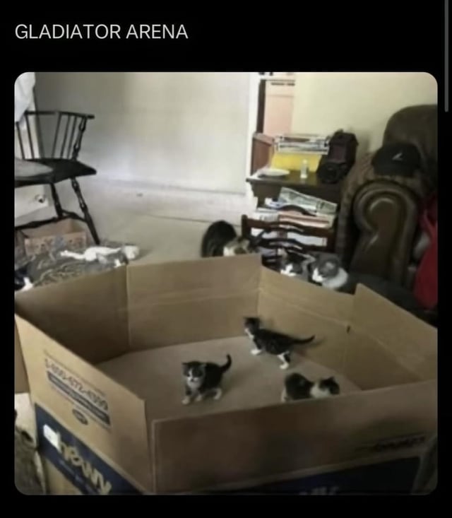 The image depicts a domestic room with a large cardboard box serving as a makeshift 'arena' for several small kittens. Inside the box, three kittens are visible, playfully exploring and moving around. Surrounding the box, additional cats can be seen on the floor and furniture, appearing to watch the activity inside. At the top of the image, the text 'GLADIATOR ARENA' is displayed in bold, creating a humorous contrast between the grand, dramatic title and the cute, innocent scene of kittens playing in a simple cardboard box. The room has a casual, lived-in feel with a chair, couch, and various household items in the background, enhancing the relatable, homey atmosphere.