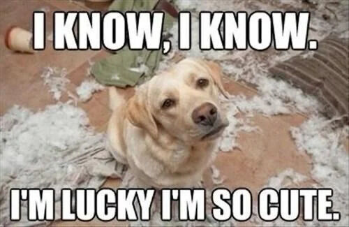 A photograph of a golden retriever dog sitting in a scattered mess of white stuffing, likely from a torn pillow or toy. The dog looks up with a soft, slightly guilty expression, as if acknowledging the chaos around it. Overlaid text at the top reads 'I KNOW, I KNOW.' and at the bottom reads 'I'M LUCKY I'M SO CUTE.' The meme humorously anthropomorphizes the dog, suggesting it recognizes it made a mess but relies on its cuteness to avoid consequences, creating a lighthearted and wholesome笑点.