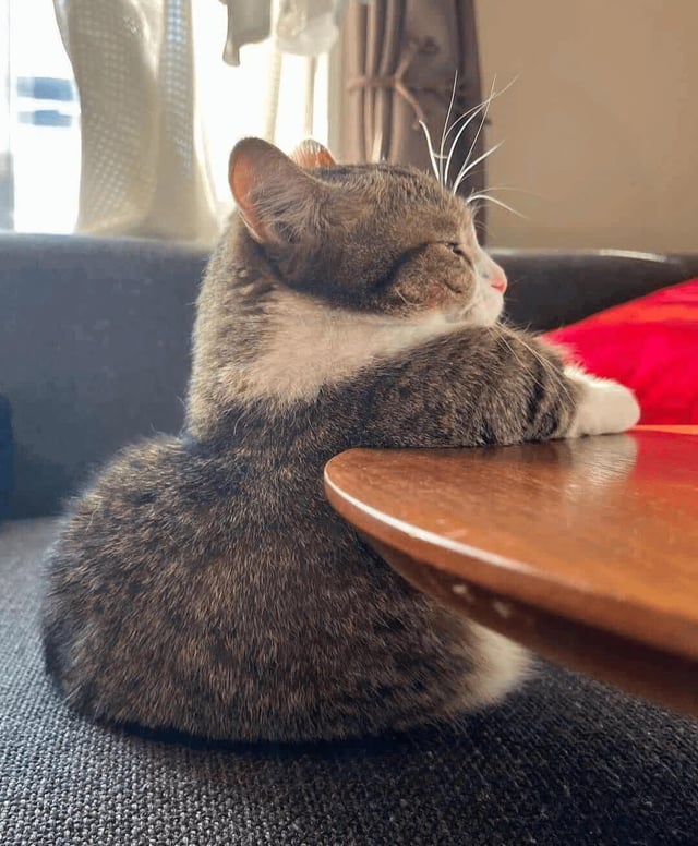 This is a candid photograph of a plump tabby cat with white fur accents on its chest and paws, sitting on a textured dark gray couch. The cat rests its front paws on the edge of a round wooden table, its head turned to the side with half-closed, sleepy eyes that give it a bored, patient expression. Warm natural sunlight filters through a window in the background, with curtains and a red cushion visible on the couch behind the cat. The humor of the meme comes from anthropomorphizing the cat's casual, leaning pose to match the relatable experience of waiting for a bartender to acknowledge you when you are trying to order at a bar.