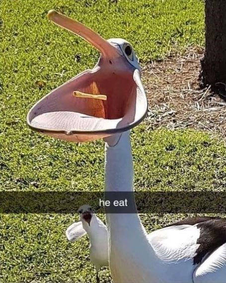 A photograph featuring a pelican with its beak wide open, holding a small stick inside its mouth. The pelican is standing on green grass, and a smaller bird is visible standing nearby. At the bottom of the image, the caption 'he eat' is displayed, humorously describing the pelican's action of holding the stick as if it is eating it. The scene appears to be in a natural outdoor setting with grass and a tree trunk visible in the background.