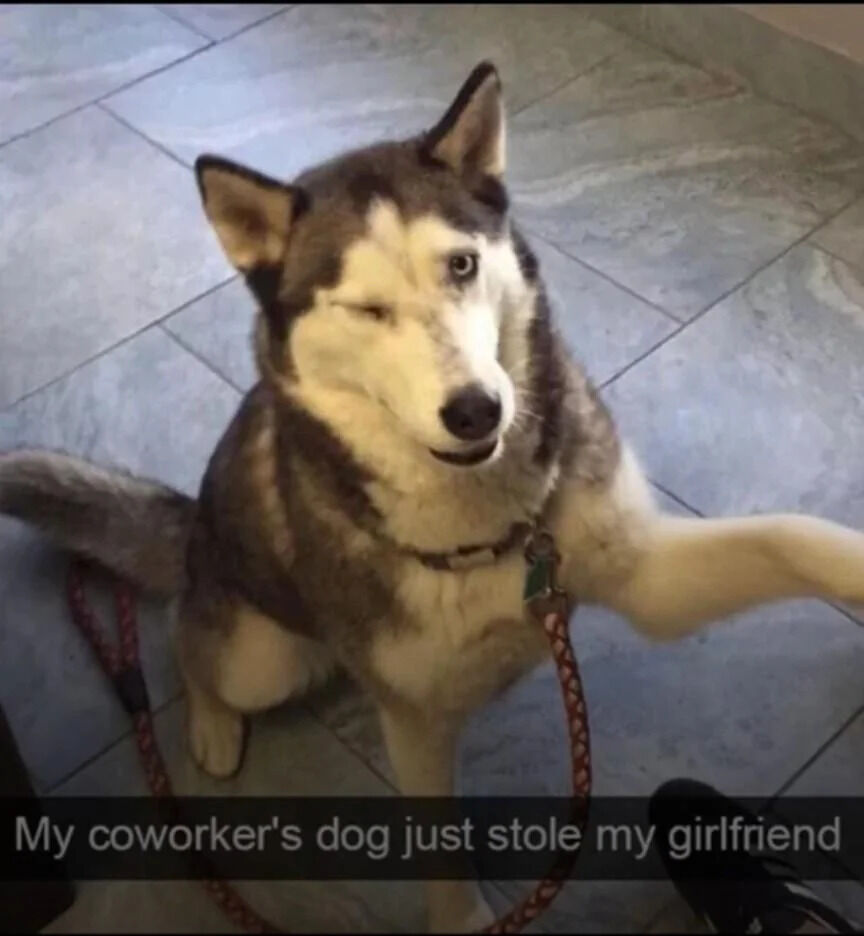 A photograph of a Husky dog sitting on a light gray tiled floor. The Husky has a distinctive black and white coat, with one eye winking playfully and the other eye open, giving a mischievous expression. Its mouth is slightly open, resembling a smile, and it extends its front right paw forward as if reaching out. The dog wears a collar with a visible tag. At the bottom of the image, there is overlaid text that reads: 'My coworker's dog just stole my girlfriend,' creating a humorous narrative where the dog's charming pose is jokingly framed as 'stealing' the girlfriend.