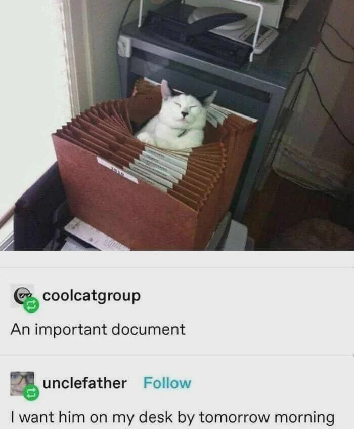 This meme is a screenshot of a social media interaction centered on a photo of a white domestic cat sleeping comfortably nestled between office file folders in a file organizer. The original poster jokes that the cat is "An important document", referencing that he is stored with other work documents. A follow-up reply plays along with the joke, saying "I want him on my desk by tomorrow morning", mimicking a common demanding workplace request for documents that actually applies to the cat. The humor comes from blending common office work culture with the classic cat behavior of squeezing into cozy small spaces in unexpected places.