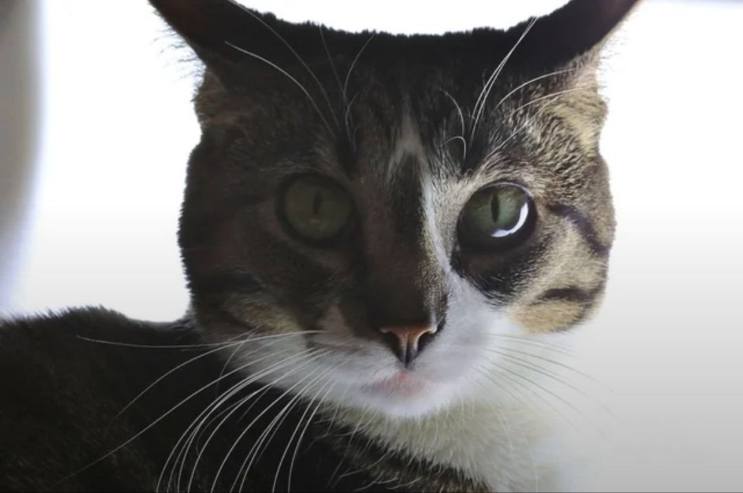 This is a close-up photograph of a domestic tabby cat with brown and black striped fur, white markings on its muzzle, chest, and a small white stripe between its eyes. The cat has pale green eyes, prominent white whiskers, and pointed upright ears, staring directly at the viewer with a calm, intensely focused, slightly judgmental expression against a plain bright overexposed white background.