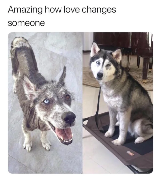 A two-panel before-and-after image showcasing a dog's transformation. The left panel features a scruffy, thin dog with matted fur standing on a concrete surface, looking up with bright blue and brown eyes and an open mouth, appearing eager. The right panel shows the same dog, now healthy with a thick, well-groomed coat, sitting calmly on a mat indoors, looking directly at the camera with a relaxed and content expression. Above the panels is the text 'Amazing how love changes someone' emphasizing the positive impact of care.