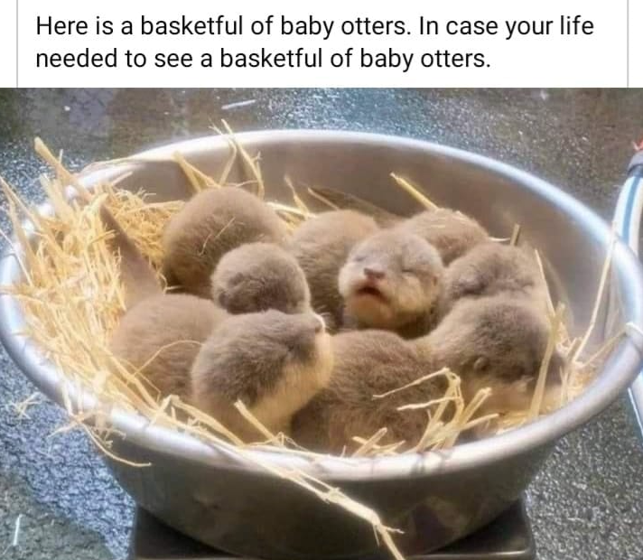 This is a wholesome feel-good meme showing a metal bowl lined with straw holding a group of fluffy newborn baby otters all huddled closely together. One baby otter in the center has its eyes closed and mouth slightly open, looking extremely cute and sleepy. The text above the image states 'Here is a basketful of baby otters. In case your life needed to see a basketful of baby otters.' The meme is designed to bring positive feelings and cheer to viewers by offering this cute, calming content.