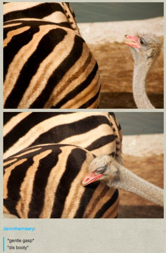 This is a two-panel wholesome animal meme. The first panel shows an ostrich looking toward a zebra's rear with a surprised, curious expression. The second panel depicts the ostrich pressing its face against the zebra's striped back, as if admiring it. A comment at the bottom adds comedic context: *gentle gasp* "dis booty", using slang to frame the ostrich's reaction as being impressed by the zebra's rear end, creating a silly, lighthearted, wholesome joke about animal behavior.