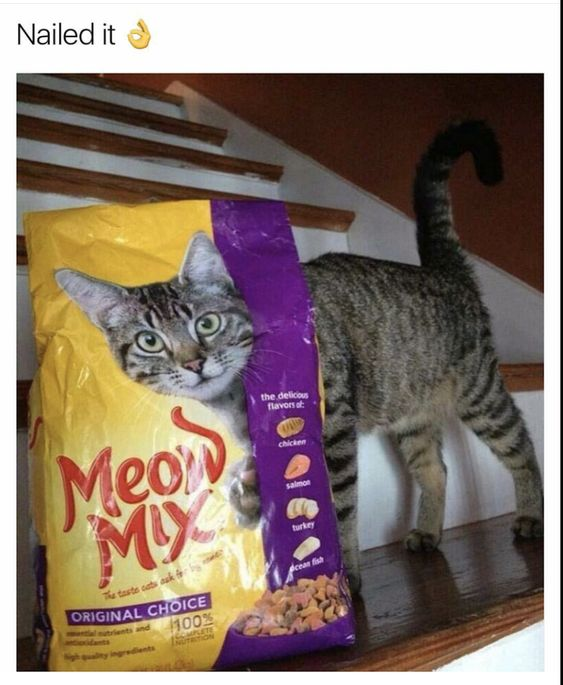 This is a humorous meme featuring a real tabby cat standing on a wooden staircase, positioned directly behind a yellow and purple bag of Meow Mix Original Choice cat food. The cat's head and front paw are perfectly aligned with the illustrated cat on the bag, creating an optical illusion that makes it appear as if the real cat's body is attached to the illustrated head on the packaging. At the top of the image, the text "Nailed it 👌" is displayed, referencing the flawless, coincidental alignment that creates the funny visual gag. The Meow Mix bag prominently shows the brand name, "Original Choice" label, and lists flavors including chicken, salmon, turkey, and ocean fish, along with text noting it's "100% complete & balanced" with essential nutrients. The real cat's body extends from behind the bag, with its tail raised, enhancing the convincing nature of the illusion.