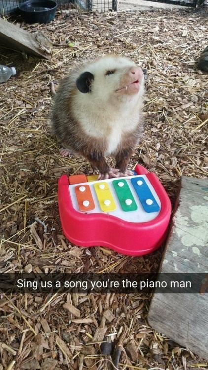 This image shows a real opossum standing in a wood-chip lined animal enclosure, with its front paws placed on a small plastic toy xylophone, looking upward with a relaxed, almost performative expression. The text caption at the bottom quotes the opening line from Billy Joel's *Piano Man*: "Sing us a song you're the piano man", creating a wholesome joke by framing the opossum as the piano (xylophone) player performing a song.