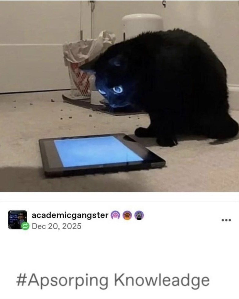 The meme features a black cat crouching on a light-colored floor, intensely staring at a lit tablet placed in front of it. The light from the tablet screen makes the cat's eyes appear wide and glowing, giving it a hypnotized, extremely focused look. The lower section of the image is a screenshot of a social media post from X (Twitter) user academicgangster, dated December 20, 2025, with the intentionally misspelled hashtag #Apsorping Knowleadge. The joke relies on the absurd contrast between the cat's seemingly hyper-focused gaze at the screen and the deliberately misspelled caption that frames the cat as absorbing knowledge, poking fun at the common experience of mindlessly staring at screens while pretending to be productive or learning.
