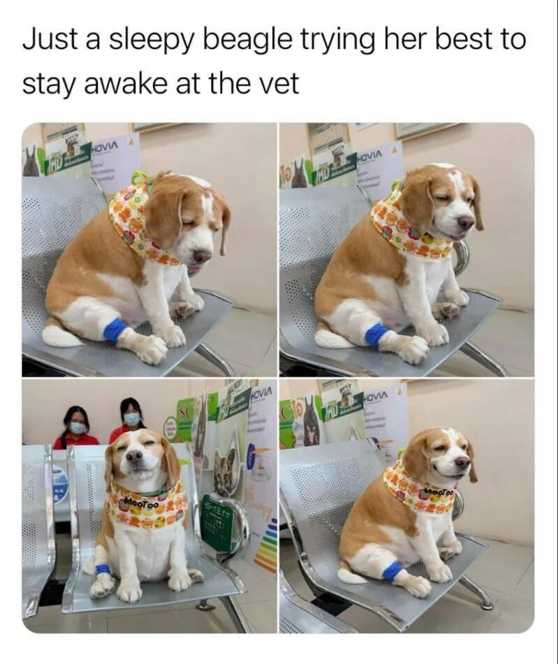 This is a 4-panel photo collage meme featuring a pet beagle dog at a veterinary clinic waiting area. The beagle wears a colorful patterned bandana with the name 'MooToo' printed on it, and has a blue medical wrap on one of its front legs, indicating it just received treatment. Across the four sequential photos, the beagle is visibly very drowsy, struggling to keep its eyes open while sitting upright on a metal waiting room chair, with its eyes closing more in each successive panel. Two masked women, likely vet clinic staff, are visible sitting in the background of the bottom left panel, alongside various veterinary product promotional posters. A text caption above the collage reads 'Just a sleepy beagle trying her best to stay awake at the vet'.