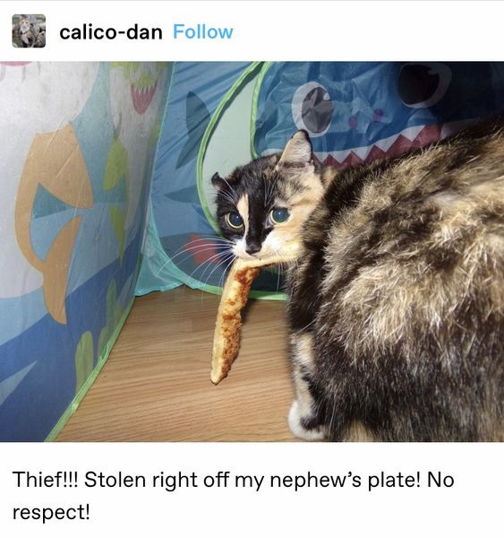 A photograph of a calico cat with black, orange, and white fur caught stealing a snack (likely a breadstick) from the user's nephew. The cat holds the snack in its mouth, positioned near a blue and green play tent with playful designs. Below the image, a caption from user 'calico-dan' reads: 'Thief!!! Stolen right off my nephew’s plate! No respect!' The scene is humorous and wholesome, highlighting the cat's mischievous yet endearing behavior.