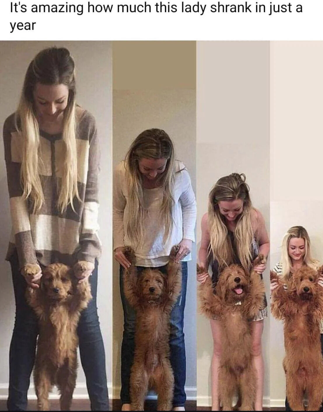 A four-panel meme featuring a woman holding a brown dog in each panel, arranged sequentially to create a humorous illusion. The top text reads 'It's amazing how much this lady shrank in just a year,' but the visual reveals the dog is actually growing larger over time. Each panel shows the woman in different outfits (striped sweater, white hoodie, sleeveless top, and striped shirt) holding the dog upright by its front paws. As the sequence progresses, the dog appears significantly bigger, making the woman look progressively smaller relative to the dog—though she is not shrinking; the dog is simply maturing. The dog's expression shifts from neutral to happy (tongue out) in later panels, enhancing the wholesome tone.