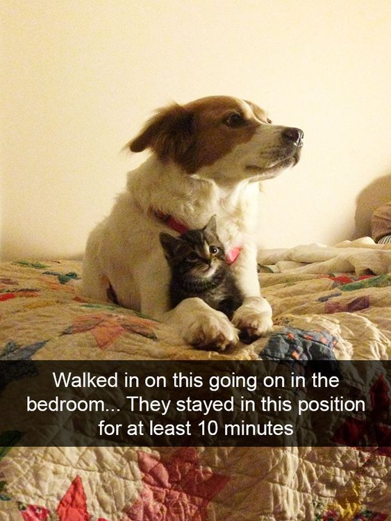 The image captures a heartwarming, candid moment: a medium-sized brown-and-white dog sits upright on a patchwork quilt bed, with a small tabby kitten nestled safely between its front paws. The dog has a calm, relaxed expression, gazing off to the side, while the kitten looks directly at the camera with a soft, curious look. At the bottom of the image, overlaid text reads: 'Walked in on this going on in the bedroom... They stayed in this position for at least 10 minutes.' The charm of the image comes from the unexpected, wholesome interspecies bond— the two animals have settled into a cozy, protective pose that feels deeply endearing, resonating with pet lovers and anyone who appreciates gentle, unscripted animal moments.