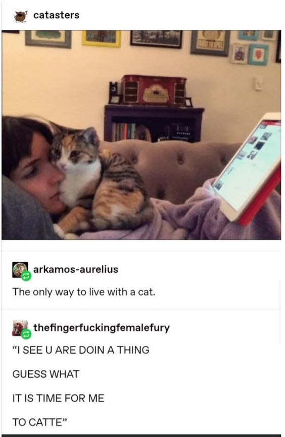 This image is a screenshot of a Tumblr-style social media post centered on a relatable pet owner moment. The top section features a real calico cat cuddled tightly against a person's face, who is attempting to use a tablet held under a blanket. Below the photo, two user comments add humorous context: the first from user 'arkamos-aurelius' states 'The only way to live with a cat,' while the second from 'thefingerfuckingfemalefury' uses playful, intentional misspelled internet slang to personify the cat's perspective: 'I SEE U ARE DOIN A THING GUESS WHAT IT IS TIME FOR ME TO CATTE'. The humor comes from the universal experience of cats demanding attention by interrupting their owners' activities, with 'Catte' being a cutesy, exaggerated spelling that leans into online pet culture slang.