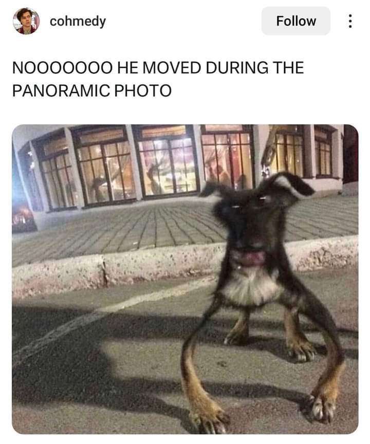 This is a screenshot of a humorous X (formerly Twitter) post. The post text exclaims in frustration that a dog moved while a panoramic photo was being taken. The attached photo shows the resulting heavily distorted image of the dog, with extremely elongated stretched legs and a warped, lopsided face, standing on a paved street in front of a building with large illuminated windows at night. The joke comes from the absurd, almost cartoonish distortion of the dog caused by the common panoramic photo error when the subject moves mid-capture.
