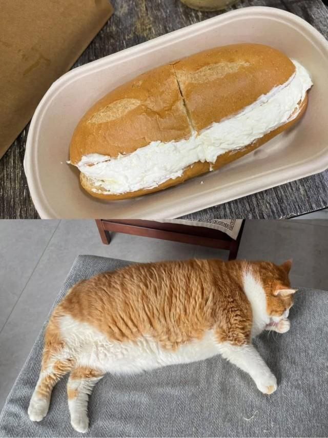 This is a two-panel visual comparison meme. The top panel displays an oval-shaped bread loaf split horizontally and filled with thick, white cream, placed in a light-colored disposable container. The bottom panel shows a chonky orange and white domestic cat lying on its side on a gray fabric surface, with its rounded body, white belly fur matching the cream filling, and orange back fur matching the bread crust creating an uncanny, humorous visual resemblance to the bread above. The meme relies on the unexpected and cute similarity between the pet and the food item to elicit amusement.