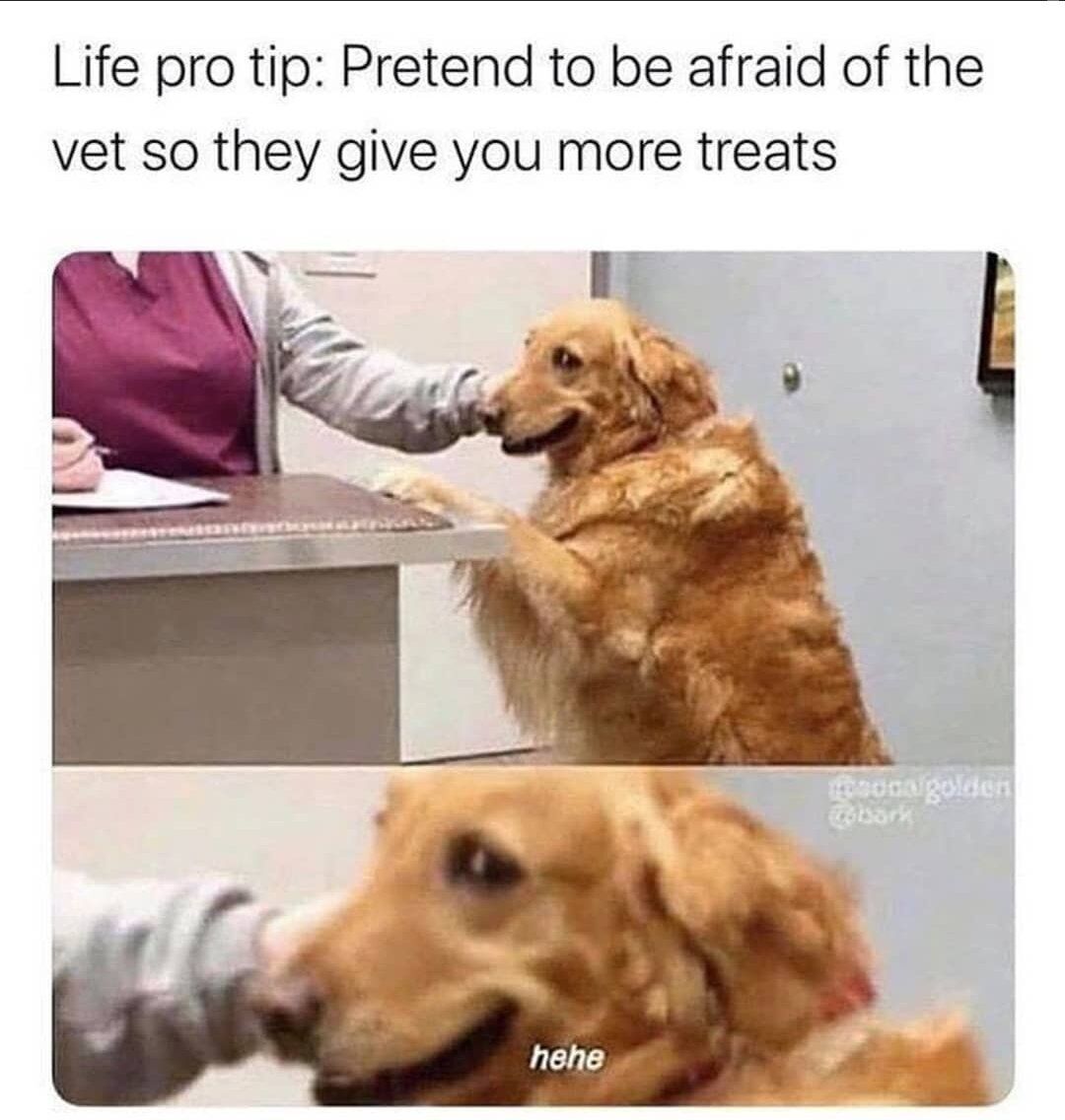 This two-panel meme features a golden retriever at a veterinary clinic, playing on the humorous idea of a pet using a 'life hack' to get extra treats. The top panel includes the text 'Life pro tip: Pretend to be afraid of the vet so they give you more treats' above the dog, which stands on its hind legs against the exam table with a sneaky, smiling expression, appearing to fake nervousness. The bottom panel shows a close-up of the dog with the text 'hehe' overlaid, emphasizing its playful, triumphant look as if it successfully pulled off the trick. The joke anthropomorphizes the dog, framing it as cleverly manipulating the vet to get rewards, leaning into relatable pet owner experiences of vets comforting nervous animals with treats.