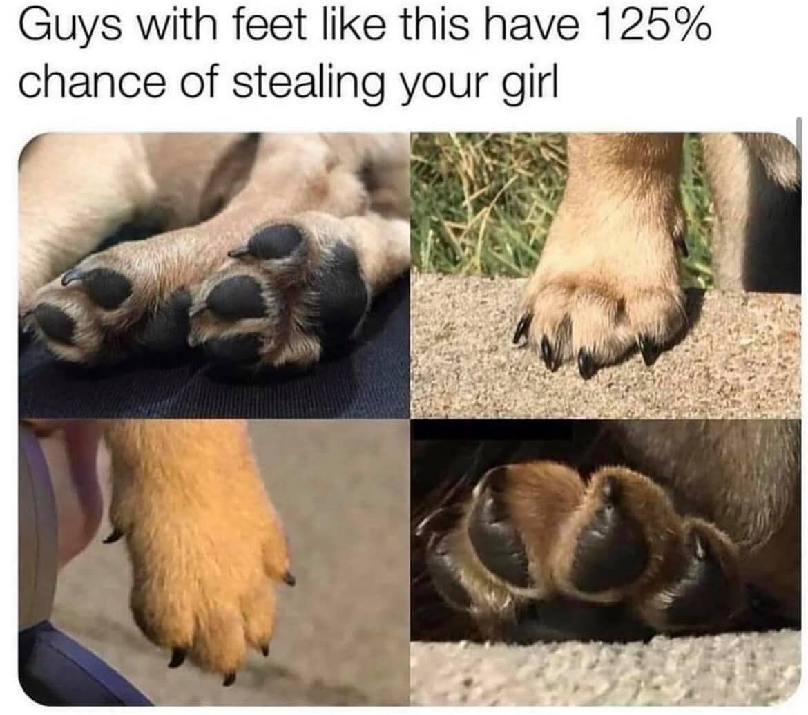 This is a lighthearted, wholesome meme centered on an absurd, funny joke. The top text reads: *Guys with feet like this have 125% chance of stealing your girl*, paired with four photos of dog paws that have an unusual, human-like toe structure (making them look like human feet). The humor comes from the silly anthropomorphic comparison between dog paws and human feet, framing the absurd idea that these "feet" would make someone romantically irresistible. It's a playful post targeted at animal lovers and meme enthusiasts, using real photos of dogs to create a funny, relatable gag.