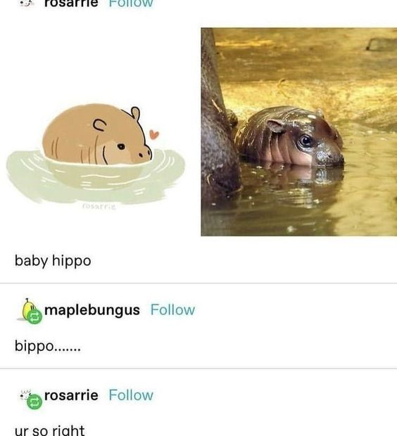 This is a screenshot of a social media thread featuring two depictions of a baby hippopotamus: a simple, cute cartoon drawing on the left, and a real photograph of a baby hippo partially submerged in water on the right. Original poster rosarrie labels the post "baby hippo". User maplebungus replies with the silly, endearing misspelling/renaming "bippo.......", and the original poster responds agreeing with "ur so right". The humor comes from the soft, cutesy mispronunciation that turns "baby hippo" into the affectionate nickname "bippo", which matches the adorable vibe of the baby hippo images.