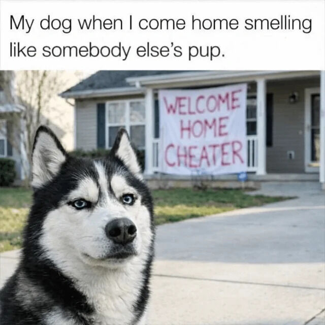 This is a humorous pet meme that personifies a dog's reaction to their owner coming home after interacting with another dog. The top text sets up the scenario: "My dog when I come home smelling like somebody else's pup." Below the text, a Siberian husky with a stern, judgmental expression sits in the foreground of a suburban driveway, staring directly at the viewer. Behind the dog, on the porch of the house, a large handwritten red banner reads "WELCOME HOME CHEATER". The joke frames the dog as feeling betrayed, comparing the owner interacting with another dog to a romantic partner catching their significant other cheating, creating a relatable gag for dog owners.