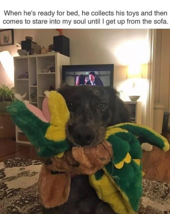 This meme features a candid photo of a dark-furred domestic dog standing in a cozy living room, holding multiple plush toys (including a green and yellow dragon plush and a brown teddy bear plush) in its mouth, staring directly at the camera with an intense, unignorable pleading gaze. Text positioned at the top of the image explains that whenever the dog is ready for bed, it gathers all its toys and stares intensely at its owner until they get up from the sofa to go to bed with it. The relatable, lighthearted humor comes from the dog's overly committed, soul-piercing stare that no pet owner could reasonably ignore, making it a popular shareable post for pet lovers.