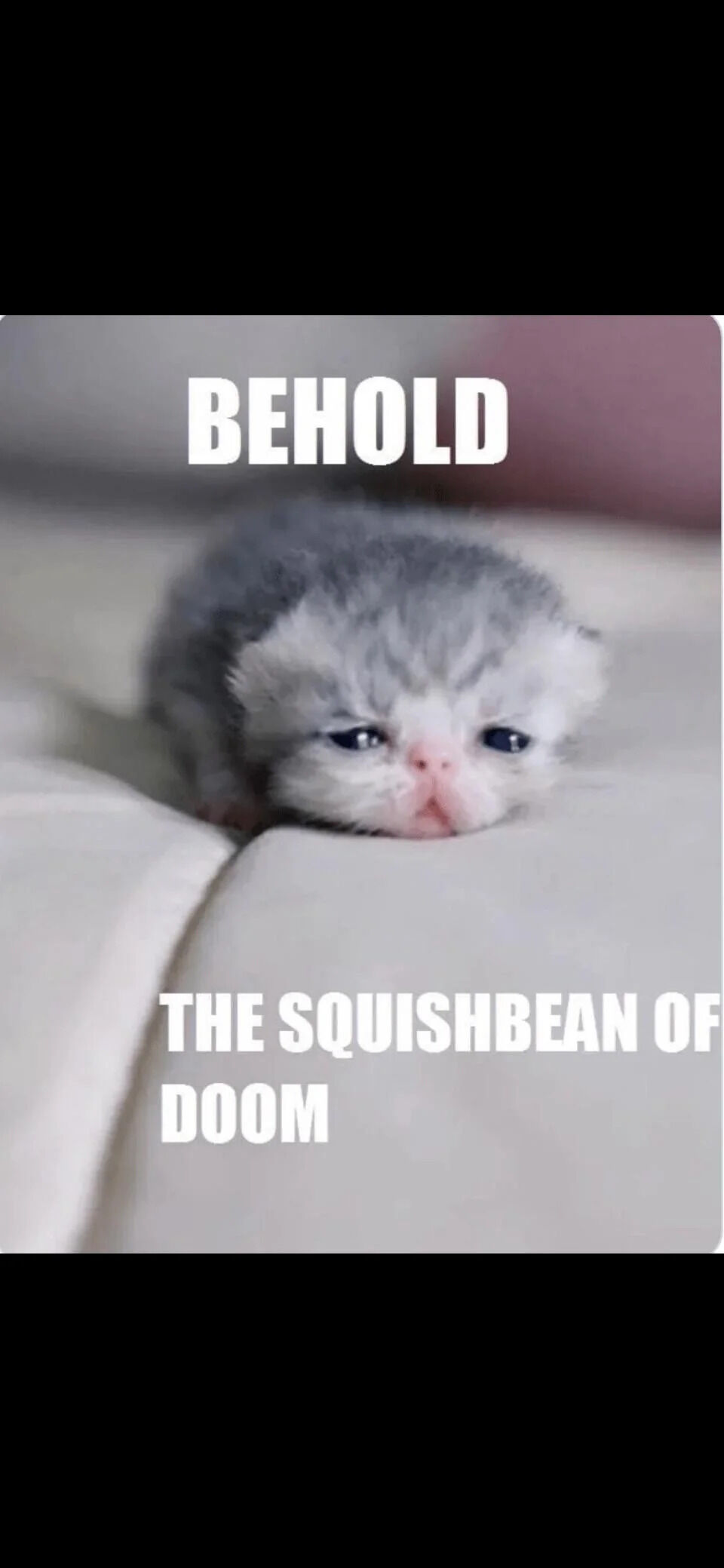 A heartwarming meme featuring an extremely cute, small gray kitten with fluffy fur and large, slightly droopy blue eyes. The kitten is lying on a soft beige surface, likely a couch, appearing calm and sleepy. Overlaid in bold white text at the top and bottom of the image is the phrase: 'BEHOLD THE SQUISHBEAN OF DOOM'. The term 'squishbean' (internet slang for something cute and squishy) contrasts humorously with 'doom', creating a playful, lighthearted tone that emphasizes the kitten's adorable, harmless appearance despite the dramatic wording.