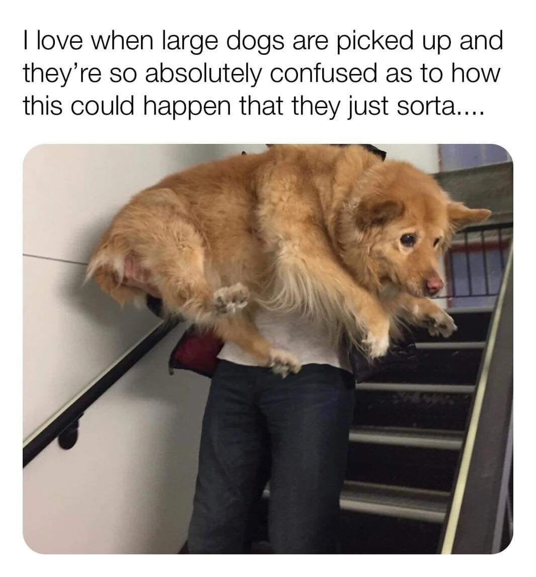 This meme features a large golden-colored dog being held horizontally by a person (only their lower body is visible) while ascending a set of stairs. The dog displays a confused, bewildered expression, with its limbs dangling limply, perfectly embodying the feeling of being completely caught off guard by being picked up. The text above the image reads: *I love when large dogs are picked up and they’re so absolutely confused as to how this could happen that they just sorta.....* which sets up the visual punchline of the dog's defeated, helpless posture. It's a wholesome, relatable moment that plays on the funny contrast between the dog's size and its confused, passive reaction to being carried.