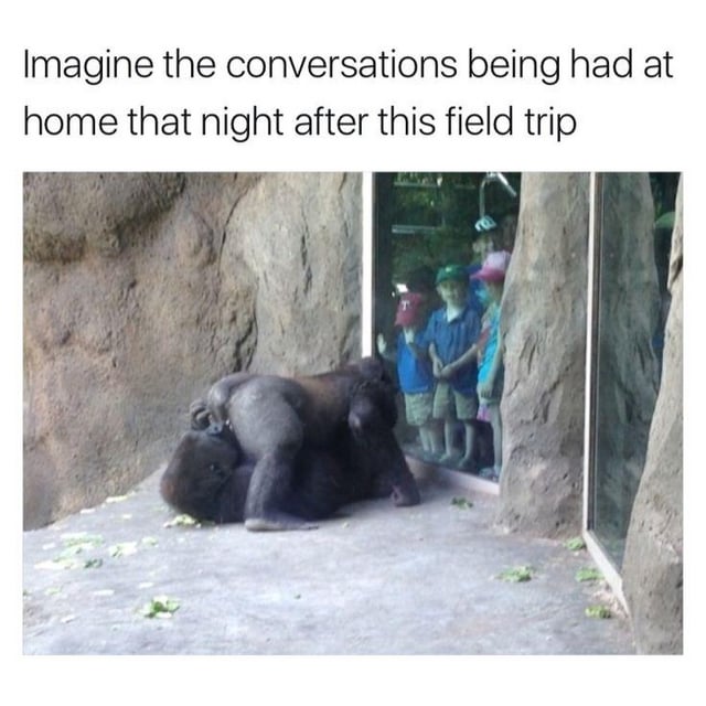 This meme consists of a top text caption above a photograph taken at a zoo. The photograph shows two gorillas in their stone enclosure appearing to mate directly next to the glass viewing panel, where a group of young elementary school-aged children on a field trip are standing watching the scene. The top text reads 'Imagine the conversations being had at home that night after this field trip', joking about the extremely awkward conversations parents will have to have with their children after they return from the trip and describe what they saw at the zoo. The humor comes from the clash between the innocent, family-friendly expectation of a school zoo field trip and the unexpected, inappropriate animal behavior the children witnessed.