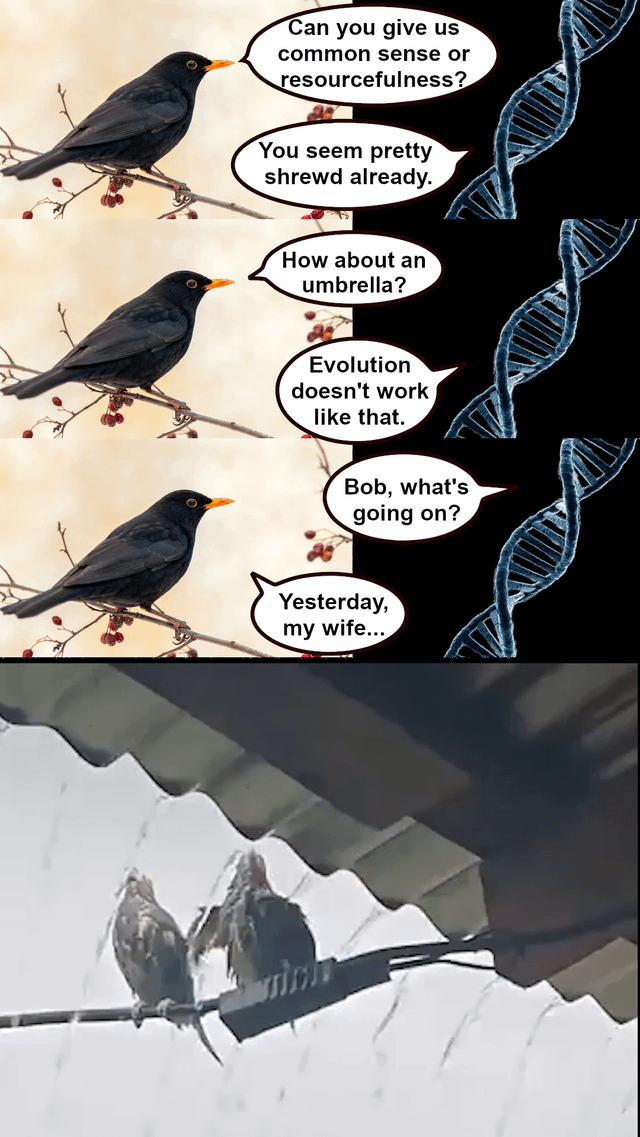 A multi-panel meme featuring a black bird (likely a crow or raven) perched on a branch with red berries, accompanied by a DNA double helix illustration on the right side of the top panels. The dialogue in speech bubbles depicts a humorous conversation: an unseen character asks for common sense or resourcefulness, the bird responds it's already shrewd; the character suggests an umbrella, which the bird dismisses with 'Evolution doesn't work like that.' Another character asks 'Bob, what's going on?', and Bob (the bird) begins, 'Yesterday, my wife...' The lower panel shows two birds on a branch, possibly in a harsh environment (snow or ash), continuing the narrative. The meme humorously explores evolution and animal behavior through storytelling.