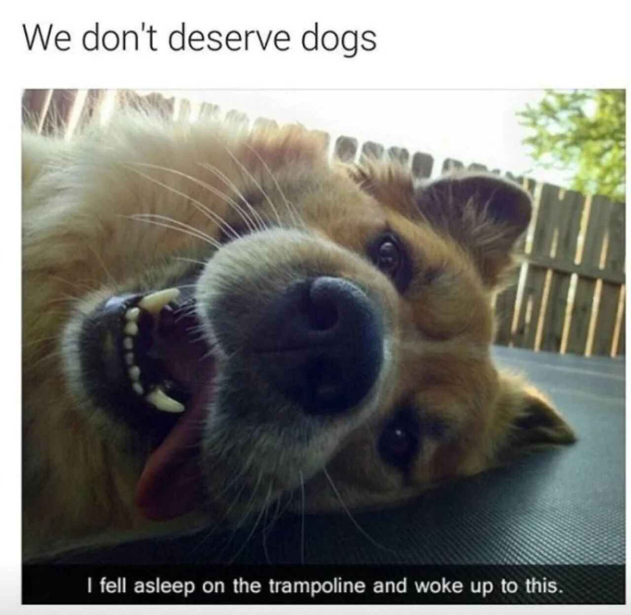 This is a popular wholesome meme featuring a close-up photograph of a happy fluffy dog lying on an outdoor trampoline. The dog's owner fell asleep on the trampoline and woke up to find their dog lying contentedly right next to them, looking at them with an open, happy smiling expression. The top text reads 'We don't deserve dogs', a common phrase expressing that dogs are far too loving and good for humans, while the bottom text shares the owner's experience: 'I fell asleep on the trampoline and woke up to this.' The image conveys warm, heartwarming feelings about the unconditional love of pet dogs.