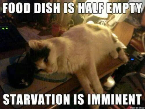 This is an image macro meme featuring a real domestic cat that is draped limply over a desk, looking extremely dejected and miserable. Top text reads "FOOD DISH IS HALF EMPTY" and bottom text reads "STARVATION IS IMMINENT". The joke exaggerates the common overdramatic behavior of house cats that act like they are starving to death even when there is still food left in their bowl, twisting the classic "half full/half empty" pessimism perspective for comedic effect that is relatable to any cat owner.