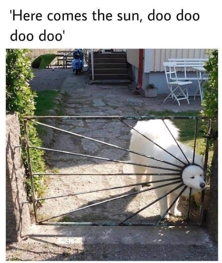 This meme pairs a real-life photograph of a Samoyed dog with a text caption referencing The Beatles' classic song *Here Comes the Sun*. The dog's head is stuck through a sunburst-patterned metal gate, creating a perfect visual pun: the gate's rays make the dog look like the sun mentioned in the song's lyrics. The top text reads: `'Here comes the sun, doo doo doo doo'`, directly quoting the song's opening lines. The background shows a casual backyard with stone paving, outdoor furniture, and greenery, adding to the wholesome, everyday charm of the image.