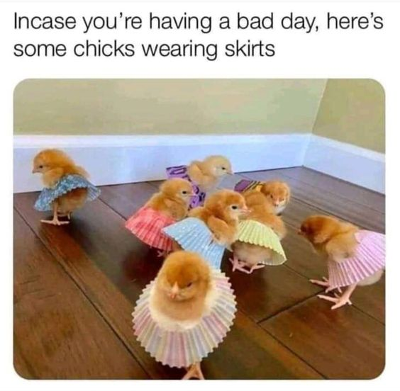 This is a wholesome feel-good meme featuring seven real baby chicks each dressed in tiny, colorful handmade paper skirts gathered on a wooden indoor floor. The text at the top of the image says "Incase you're having a bad day, here's some chicks wearing skirts", created to cheer up people who are having a bad day by sharing cute, gentle content.