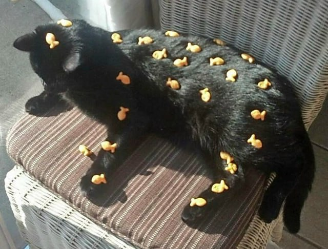 This is a candid photo of a solid black domestic cat lying stretched out on a striped cushion placed on a wicker patio chair. Dozens of yellow fish-shaped Goldfish crackers are scattered all across the cat's fur, covering its back, head, and legs. The image creates a silly visual pun, as the crackers are shaped like fish (a common favorite food of cats), with the fish-shaped snacks literally resting on the cat itself.