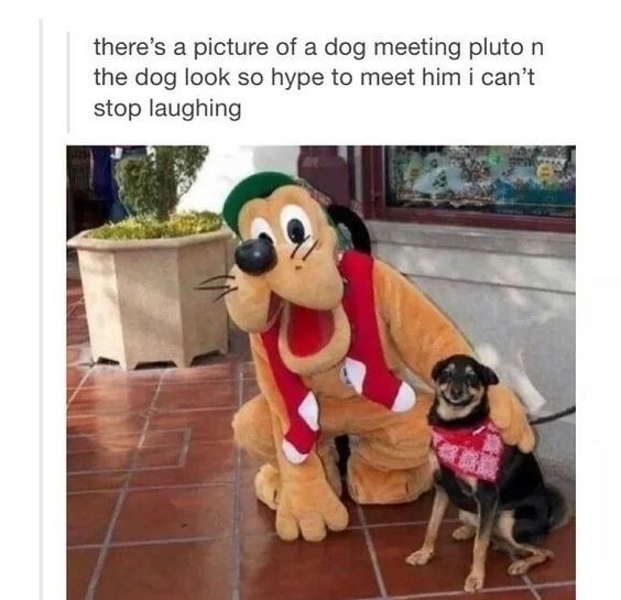This is a screenshot of a viral wholesome social media post showing a small real dog posing for a photo alongside the Disney character Pluto, who appears as a costumed park mascot at a Disney theme park. The real dog is smiling excitedly directly at the camera, looking very happy to meet the famous fictional cartoon dog, while the Pluto mascot keeps his arm around the dog. The joke of the meme comes from the cute irony of a real dog being excitedly meeting a celebrity dog character.