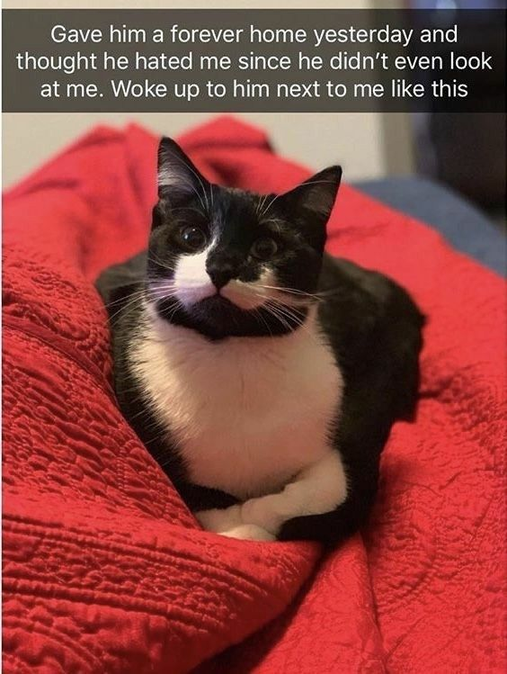 The image shows a black and white tuxedo cat curled up comfortably on a thick, textured red blanket, looking directly at the camera with a calm, content expression. The text overlay above the photo reads: 'Gave him a forever home yesterday and thought he hated me since he didn't even look at me. Woke up to him next to me like this'. The meme tells a heartwarming story of a newly adopted cat that initially seemed distant, but showed it felt safe and attached to its new owner by sleeping beside them overnight.